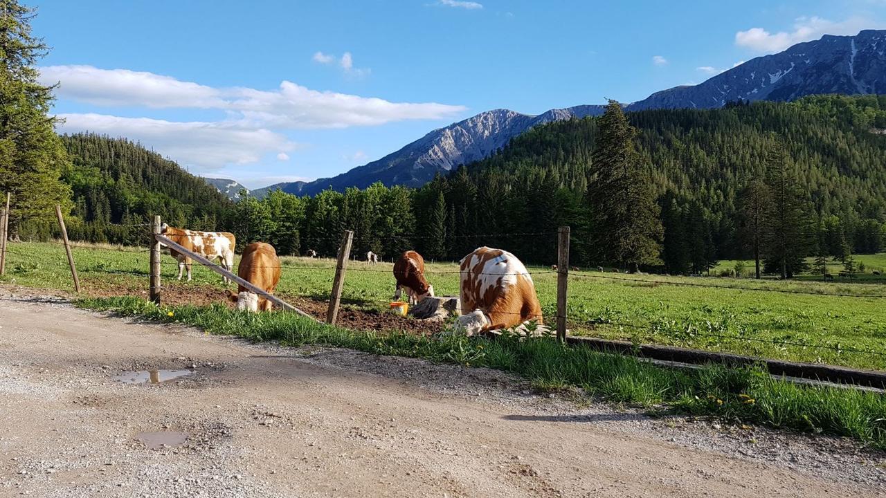 Ferienwohnungen Mamauwiese Gutenstein Экстерьер фото